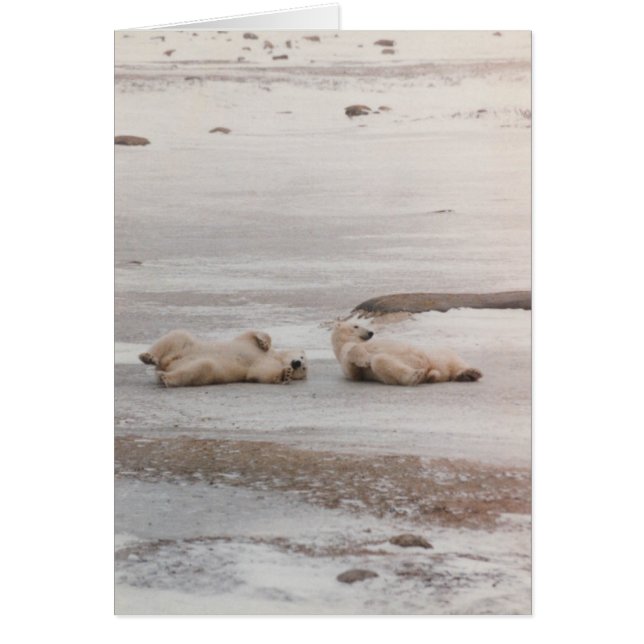 ours polaires à la plage (Devant)