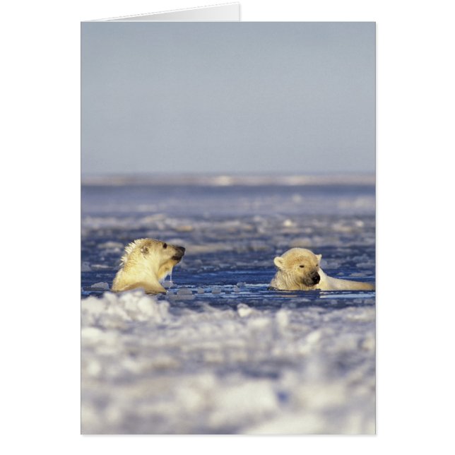 Ours polaires jouant (Devant)