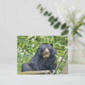 Ours Spectaculaire - Carte postale (Debout devant)