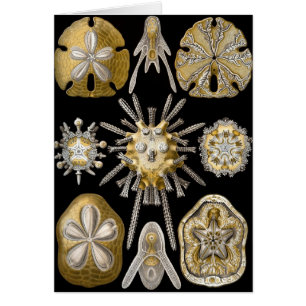 Oursins Vintage Dollars des sables par Ernst Haeck