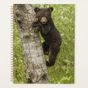 Ourson noir dans un arbre