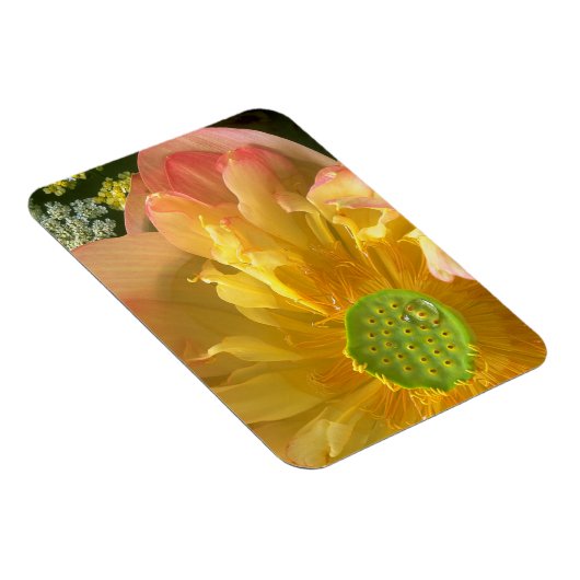 Ouvrir Lotus Magnet (Côté Droit)