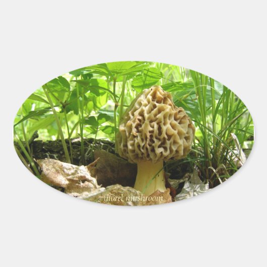 Ovale Champignon Morel - Sticker "En Cachant" (Devant)