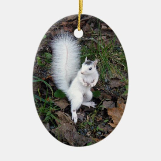 Ovale sierbloem - Brevard White Squirrel Keramisch Ornament (Voorkant)