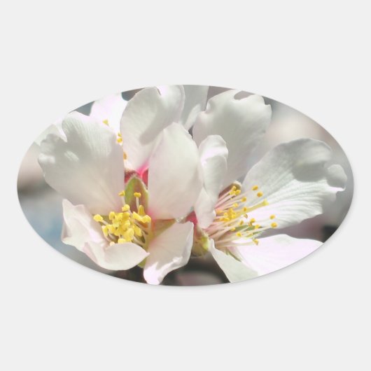 Ovale Sticker en fleurs d'amande blanche (Devant)