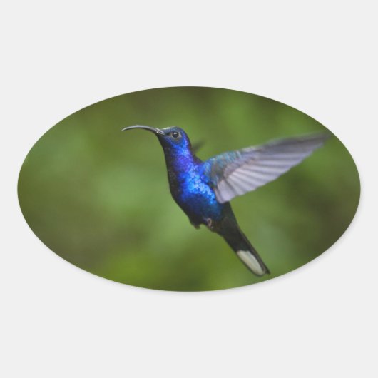 OVALE STICKER HUMMINGBIRD (Devant)