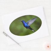 OVALE STICKER HUMMINGBIRD (Enveloppe)
