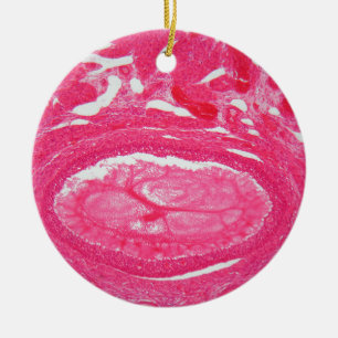 Ovariumcellen onder de microscoop. keramisch ornament