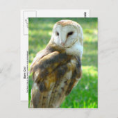 Over Barn Owl Briefkaart (Voorkant / Achterkant)