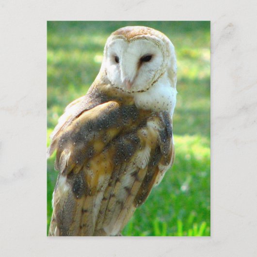 Over Barn Owl Briefkaart (Voorkant)