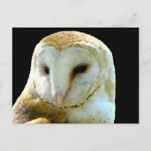 Over Barn Owl Post Card Briefkaart