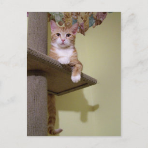 over kattenboom briefkaart