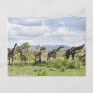Over safari in het Nationaal Park Mikumi in Tanzan Briefkaart