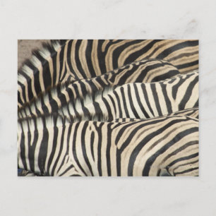 Overhead uitzicht van de Zebra van Burchell Briefkaart