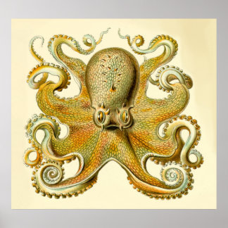  overmaatse octopusdruk Haeckel Poster