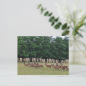 Oversteek Briefkaart (Staand voorkant)