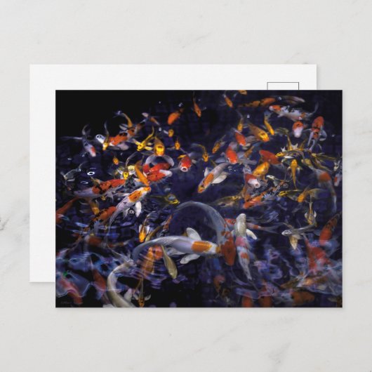 OVERSTROMING KOI VISSEN BRIEFKAART (Voorkant / Achterkant)