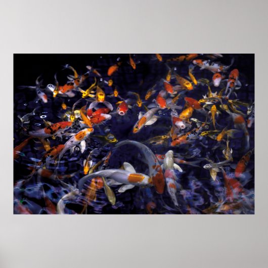OVERSTROMING KOI VISSEN POSTER (Voorkant)