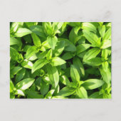 Overvloedige grondafdekking briefkaart (Voorkant)