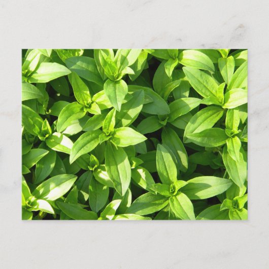 Overvloedige grondafdekking briefkaart (Voorkant)