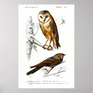  overzicht van de vogels