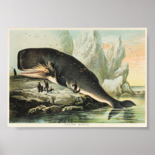  overzicht walvis