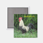 OVIEDO CHICK MAGNET (Recto/Verso)