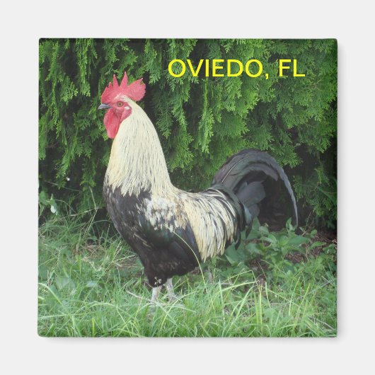 OVIEDO CHICK MAGNET (Devant)