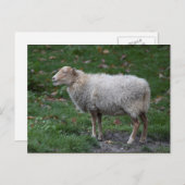 Ovis aries briefkaart (Voorkant / Achterkant)
