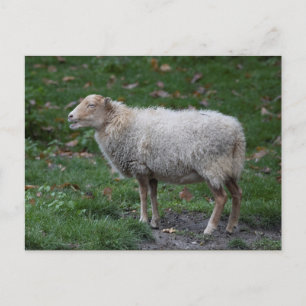 Ovis aries briefkaart