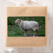 Ovis aries etiket (Insitu)