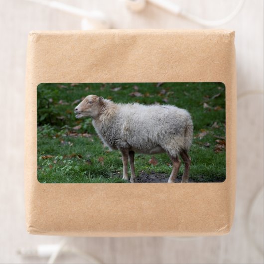 Ovis aries etiket (Insitu)