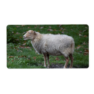 Ovis aries etiket