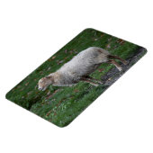 Ovis aries magneet (Linkerzijde)