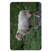 Ovis aries magneet (Verticaal)