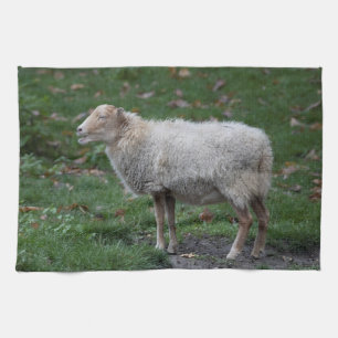 Ovis aries theedoek