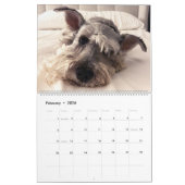 Owen superbe le calendrier du Schnauzer 2019 (Feb 2026)