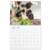 Owen superbe le calendrier du Schnauzer 2019 (Mar 2027)