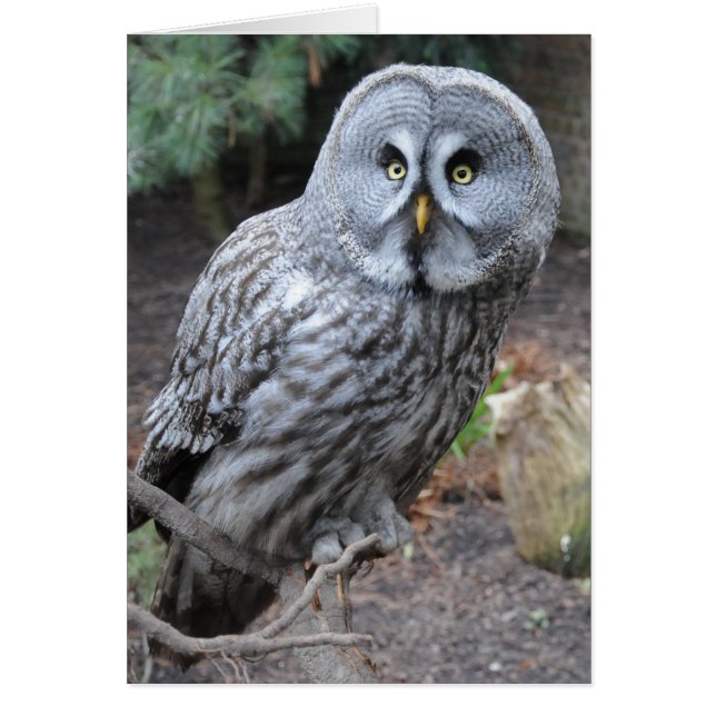 Owl (Voorkant)