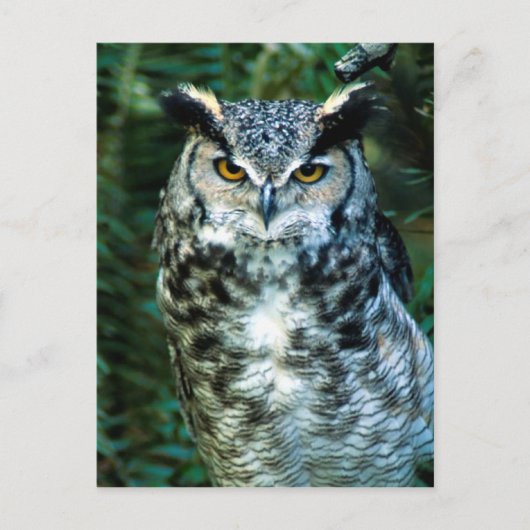 Owl (2) briefkaart (Voorkant)
