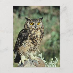 Owl (9) briefkaart