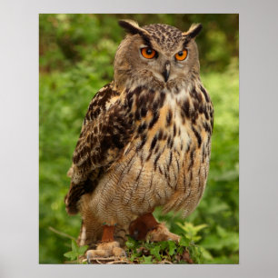 Owl Afdrukken/Poster Poster