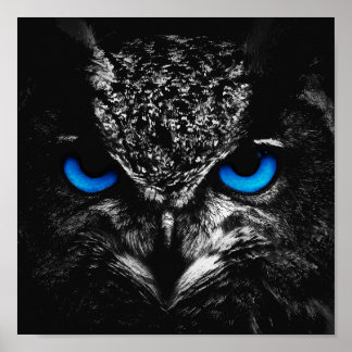 Owl blauwe ogen poster