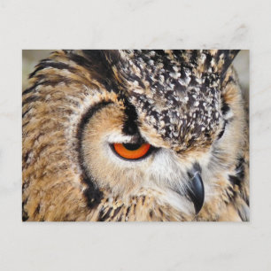 OWL BRIEFKAART