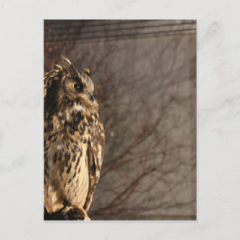 Owl Briefkaart