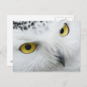 Owl Briefkaart (Voorkant / Achterkant)