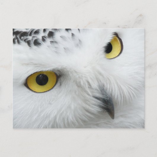 Owl Briefkaart (Voorkant)