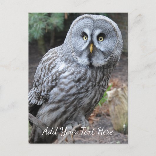 Owl Briefkaart (Voorkant)