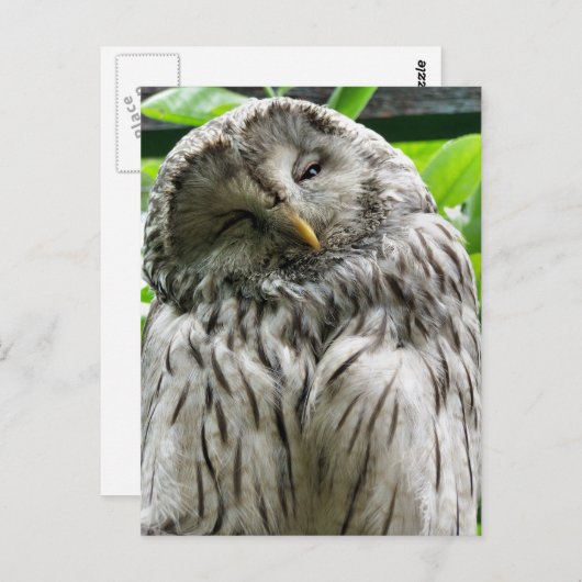 OWL BRIEFKAART (Voorkant / Achterkant)