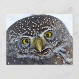 Owl Briefkaart